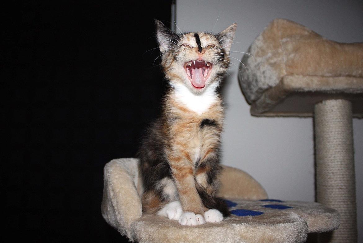 Huskat Sugar billede 10