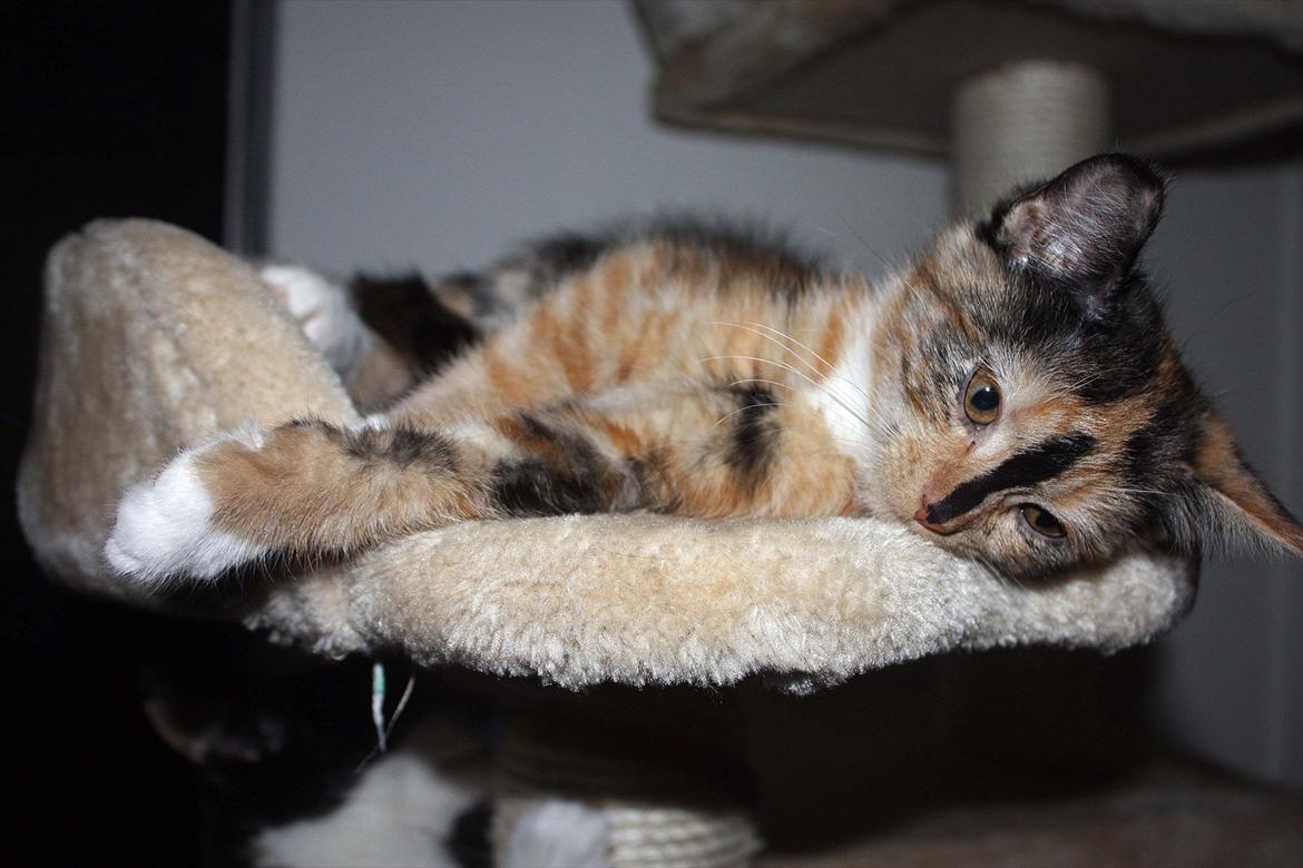 Huskat Sugar billede 11