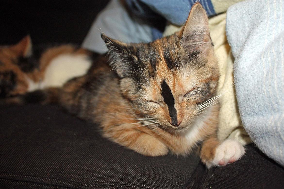 Huskat Sugar billede 12