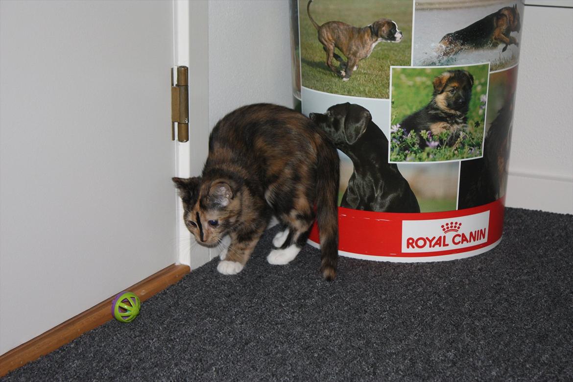 Huskat Sugar billede 13