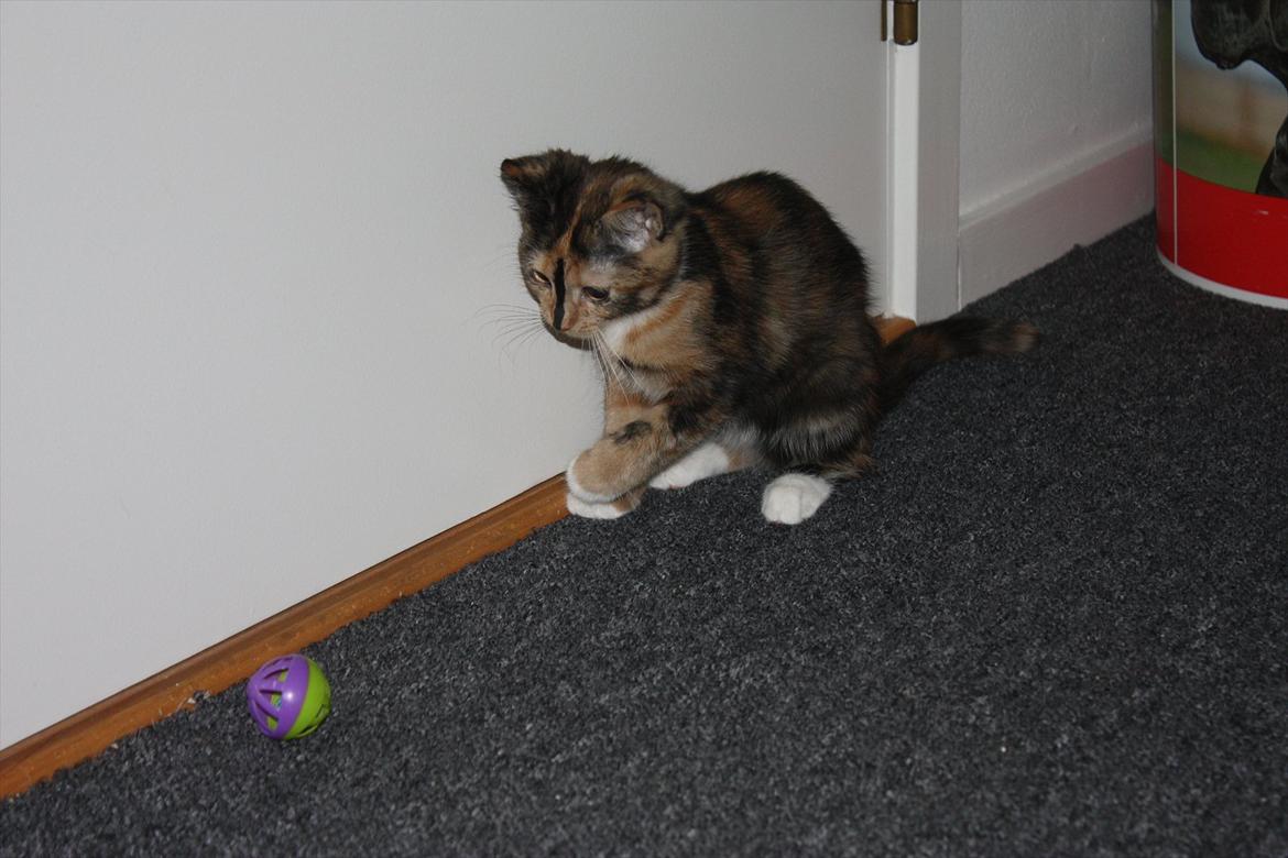 Huskat Sugar billede 14