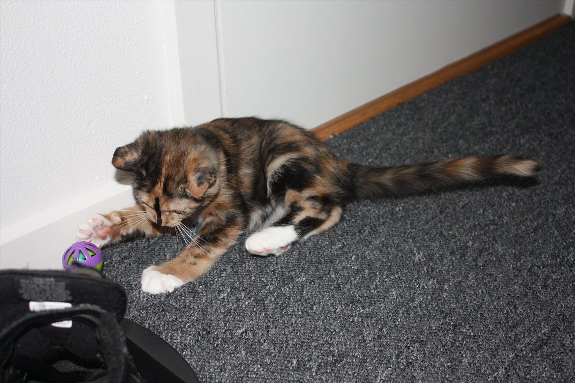 Huskat Sugar billede 15