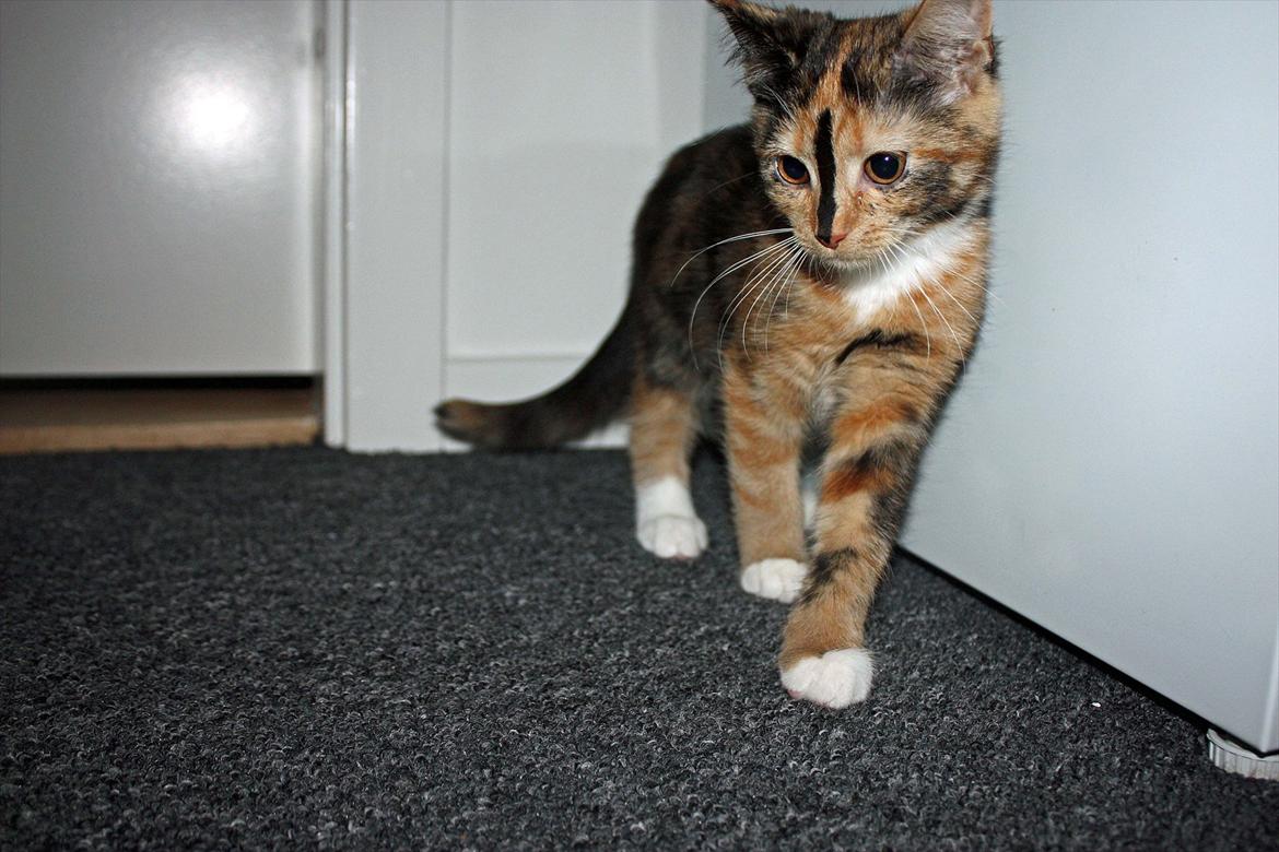 Huskat Sugar billede 16