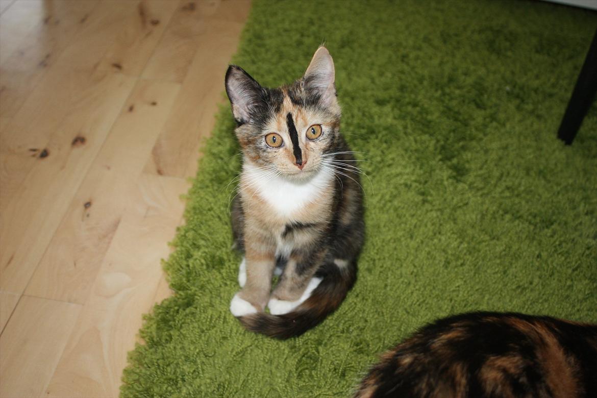 Huskat Sugar billede 17