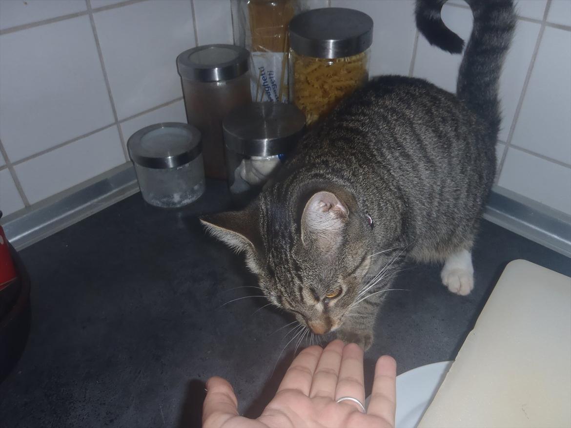 Huskat Bella Von Cracker  billede 5