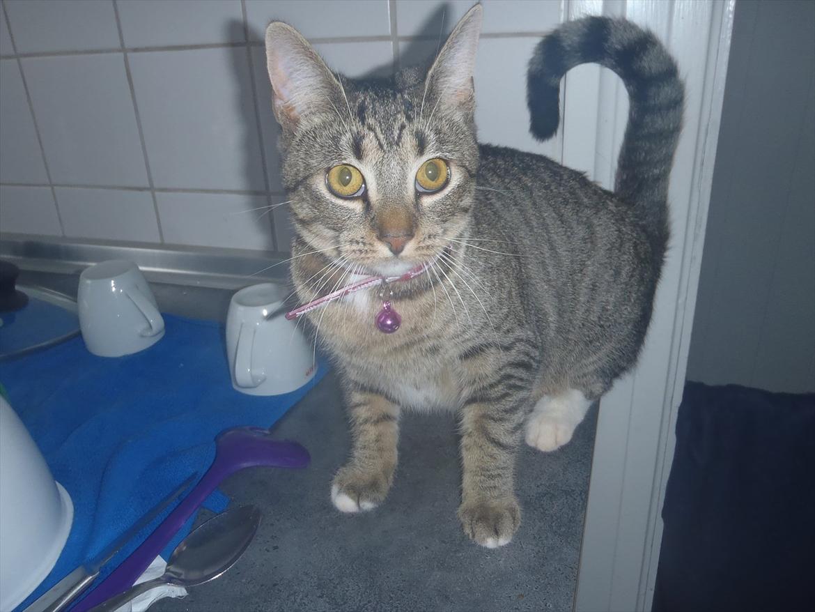 Huskat Bella Von Cracker  billede 1