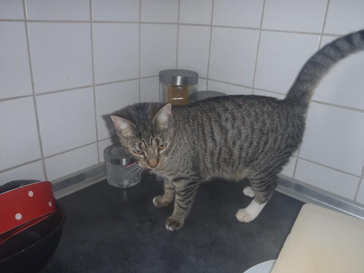 Huskat Bella Von Cracker  billede 2