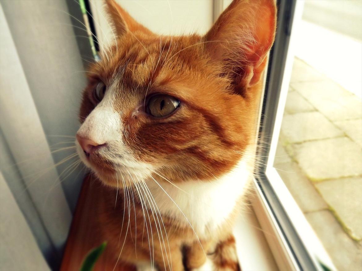 Huskat Frønse :D billede 7