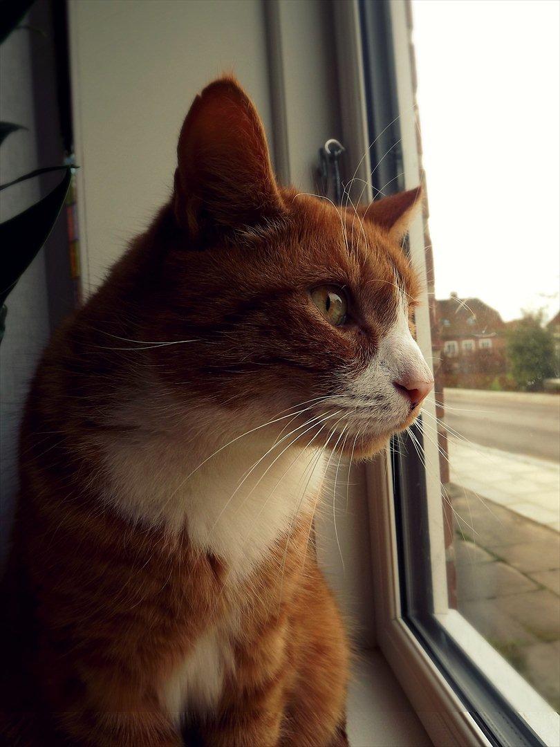 Huskat Frønse :D billede 6