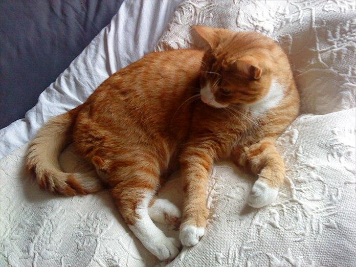 Huskat Frønse :D billede 9