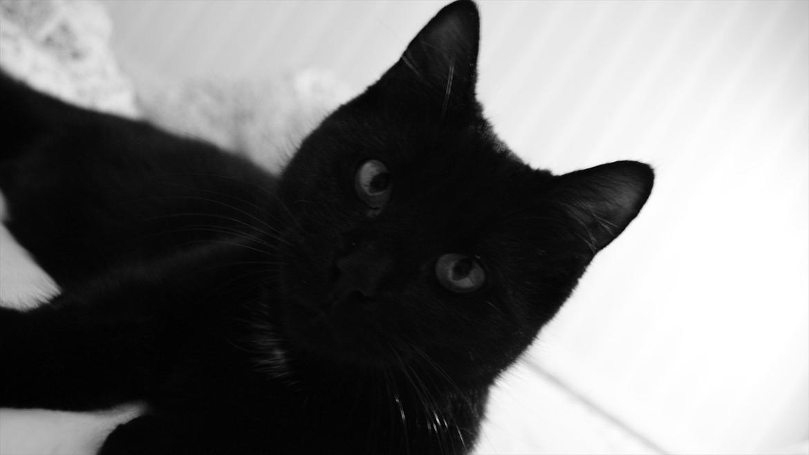 Blanding af racer Mokaî  billede 11