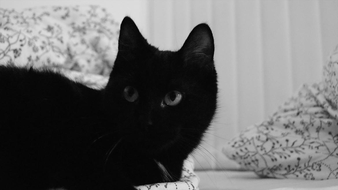 Blanding af racer Mokaî  billede 19