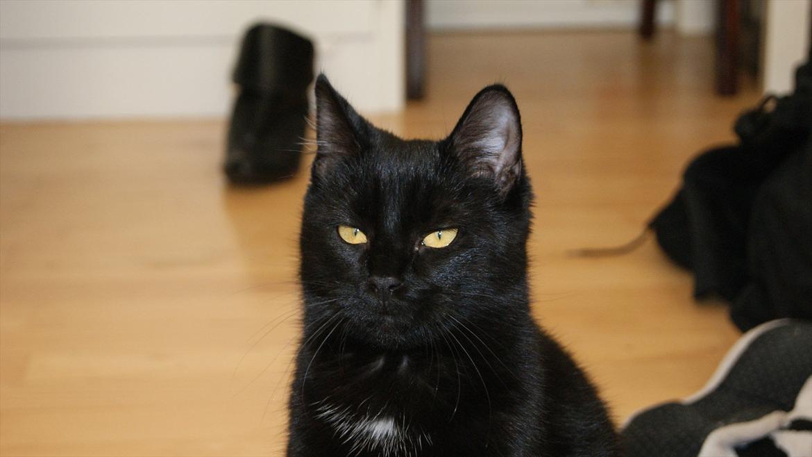 Blanding af racer Mokaî  billede 20