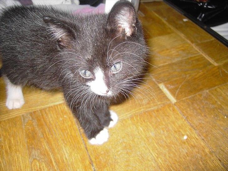 Huskat Misser - Uhaaa lys skaarpt.. ;) billede 1