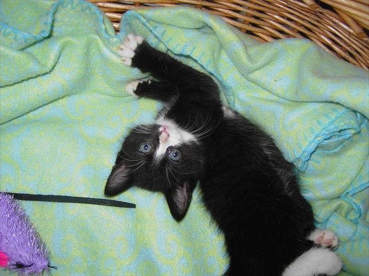 Huskat Misser - Hygge :D billede 2