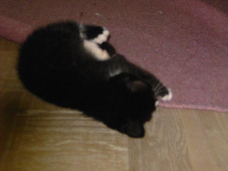 Huskat Misser - Jeg sover ogzå ogzå ogzå attacker jeg den ;D billede 3