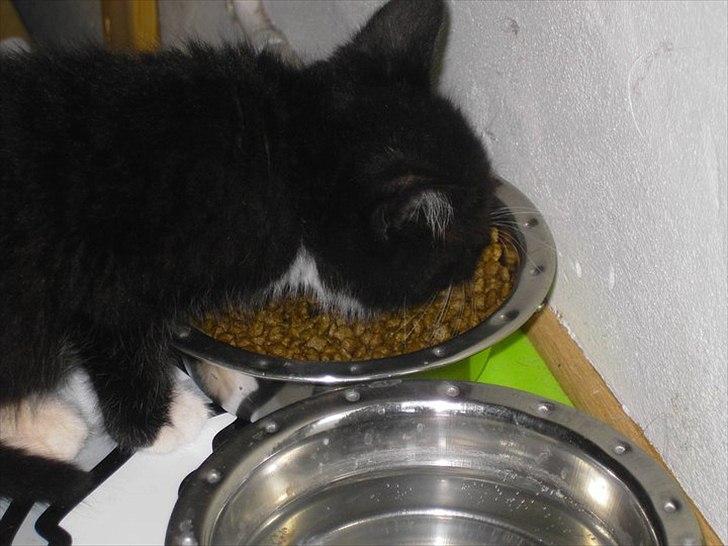 Huskat Misser - mmmmm tid til mad ;D billede 4