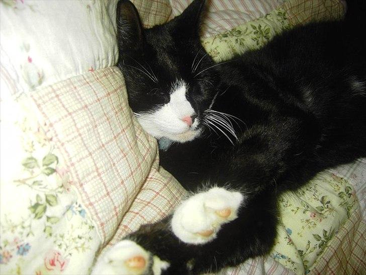 Huskat Misser - zzzzZZZZ billede 5