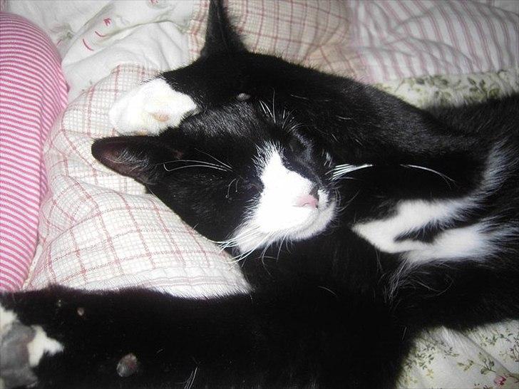 Huskat Misser - Så tar vi os en liiille lur billede 6