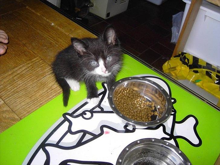 Huskat Misser - Må jeg spise nu?? billede 7