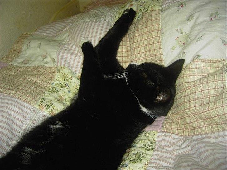 Huskat Misser - *snork* *snork* billede 8