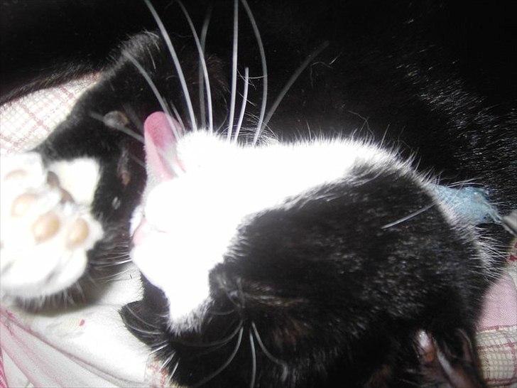 Huskat Misser - Mmmmh at vaske sig i søvne.. seeeejt billede 9