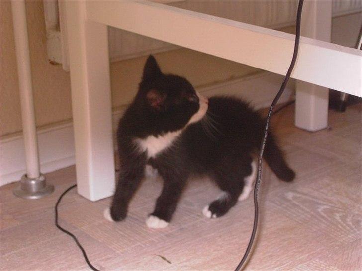 Huskat Misser - Tratralulalaaaajjj.. hmmm den kage ser god ud ;D billede 10