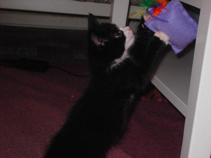 Huskat Misser billede 11