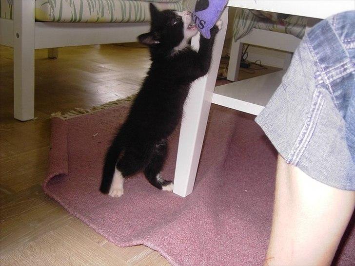 Huskat Misser - hatjaaahatjaaa billede 12