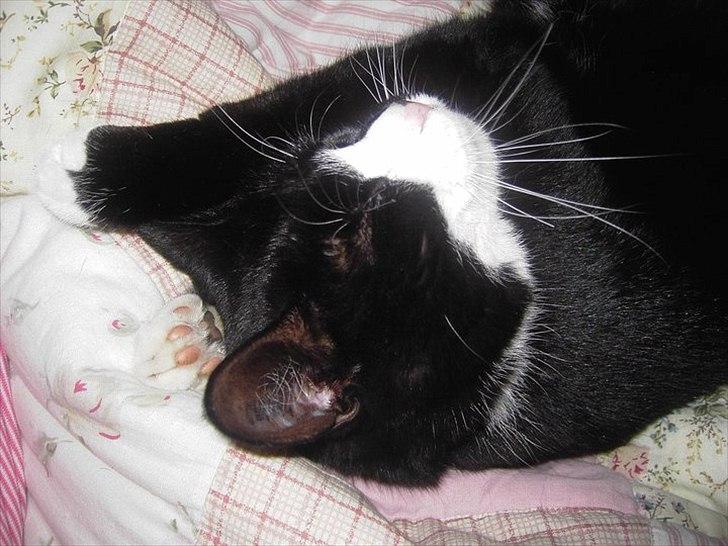 Huskat Misser billede 14