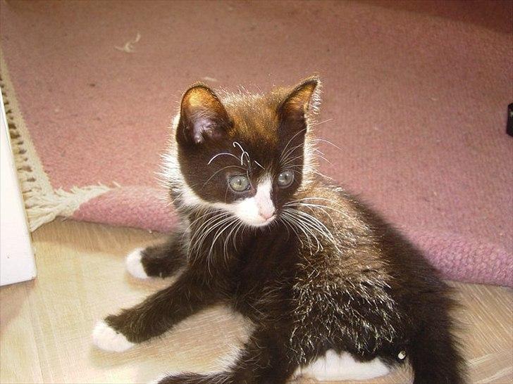 Huskat Misser - uhhh.. Hvad er de?? ... billede 15