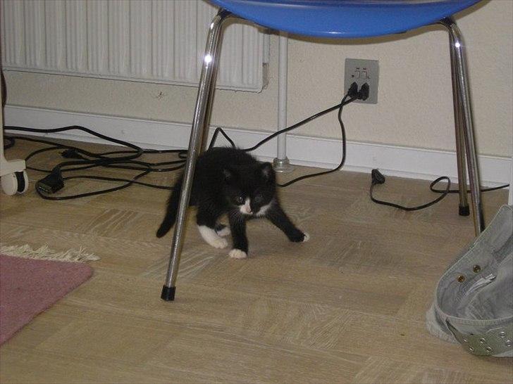 Huskat Misser - Ahhhhh hjælp...Farlig...(måske??) billede 16