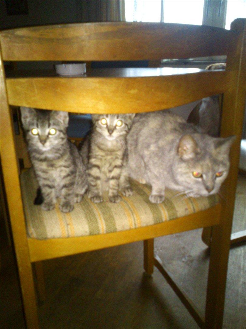 Huskat buster (tante) - hende og hendes killinger  2011 billede 15