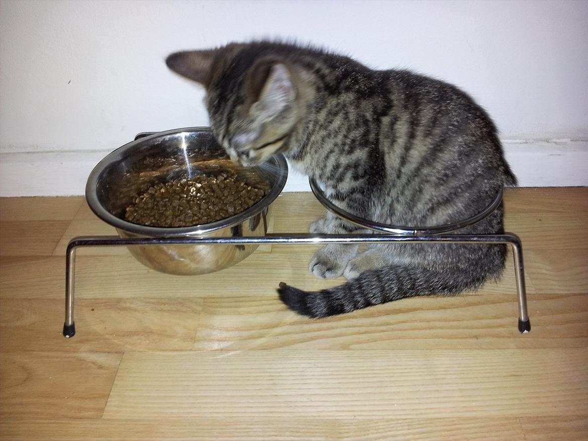 Huskat Mille - ...og så var Mille altså blivet sulten i mellemtiden... billede 5