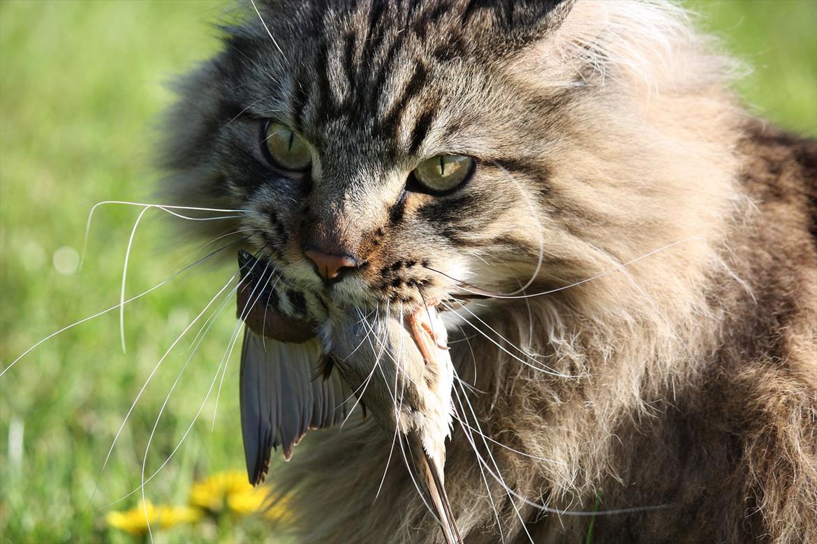 Maine Coon Butcher *the king* - Dræber missen <3 Butcher 2010
OPS: Min søster har også oprettet ham herinde:) billede 1