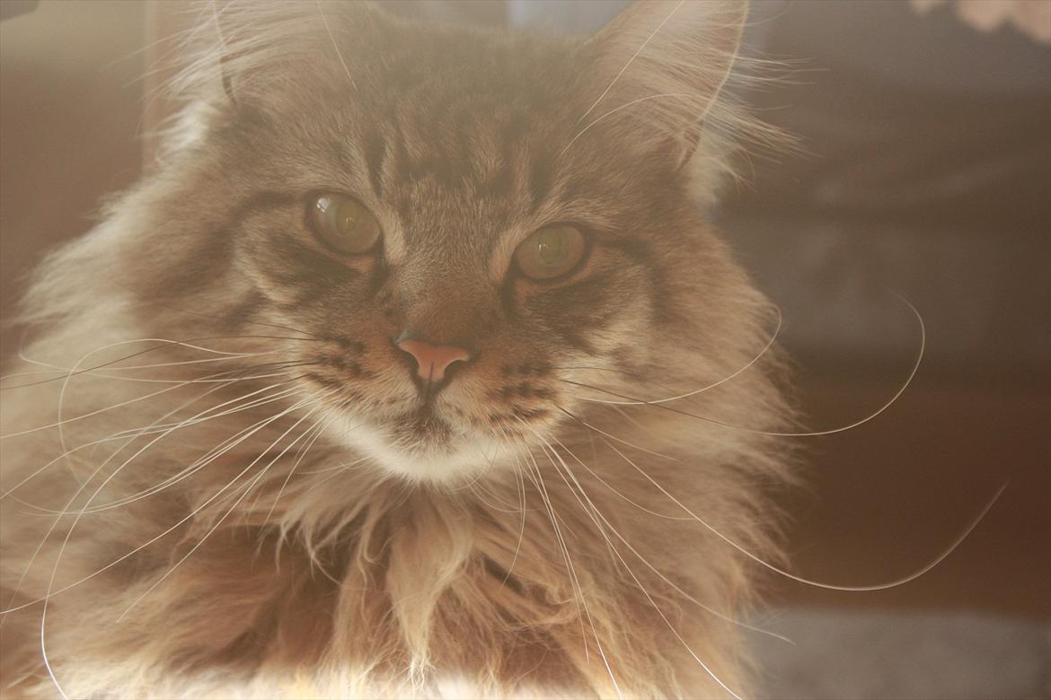 Maine Coon Butcher *the king* - Chill under tha' table <3 billede 2