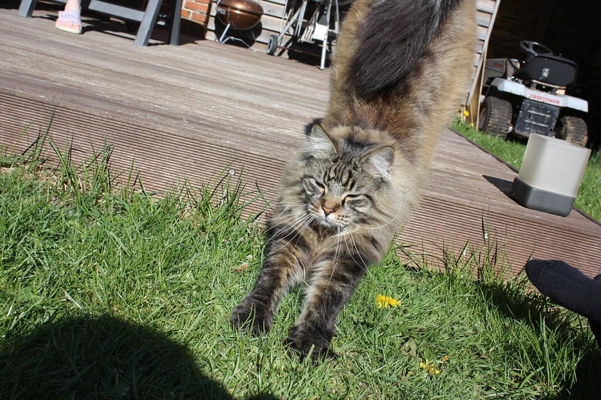 Maine Coon Butcher *the king* - Urrrhh... det er hårdt at være så sød hele tiden <3 billede 3