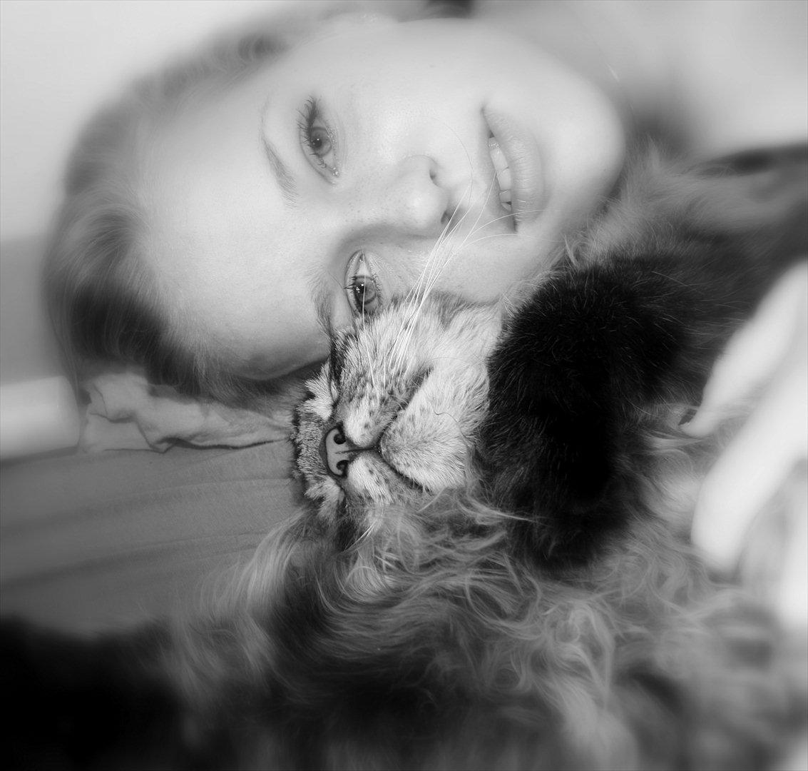 Maine Coon Butcher *the king* - Vi tager lige en slapper:* billede 4