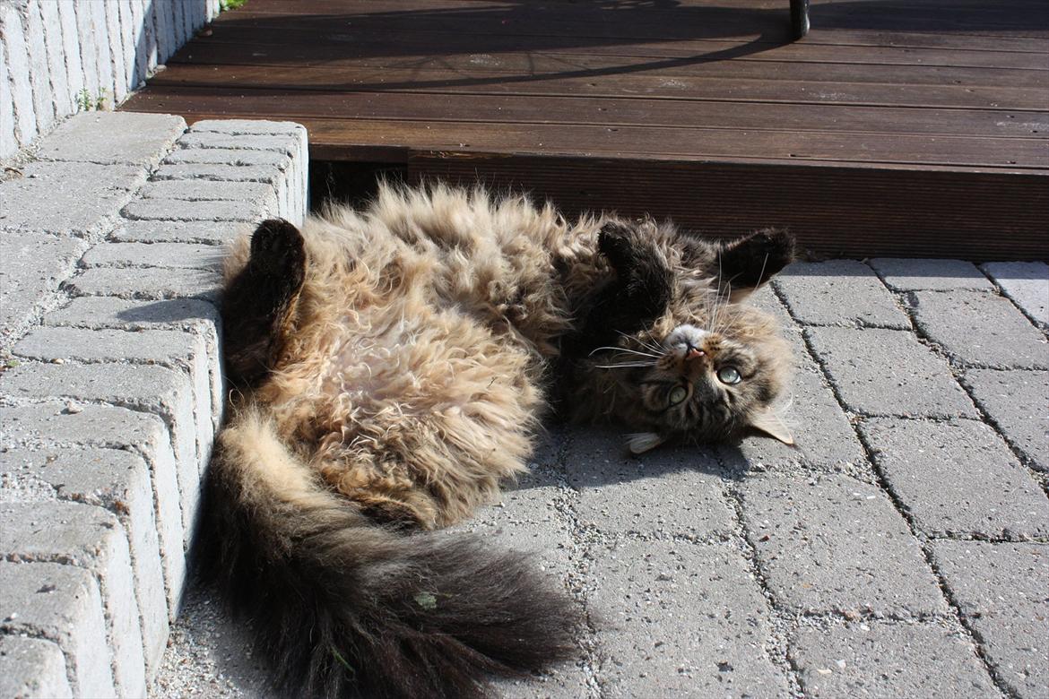 Maine Coon Butcher *the king* billede 5