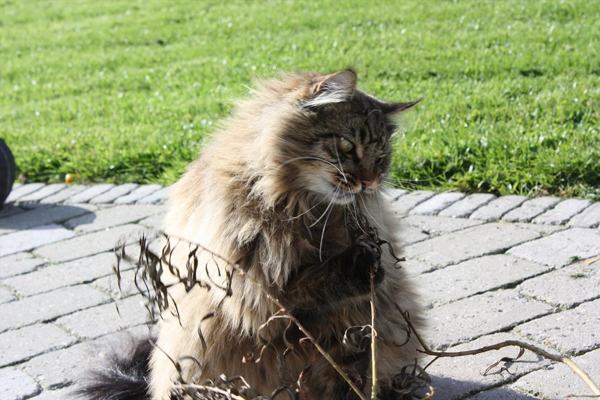 Maine Coon Butcher *the king* - Æder blade... Casual:D <3 billede 6