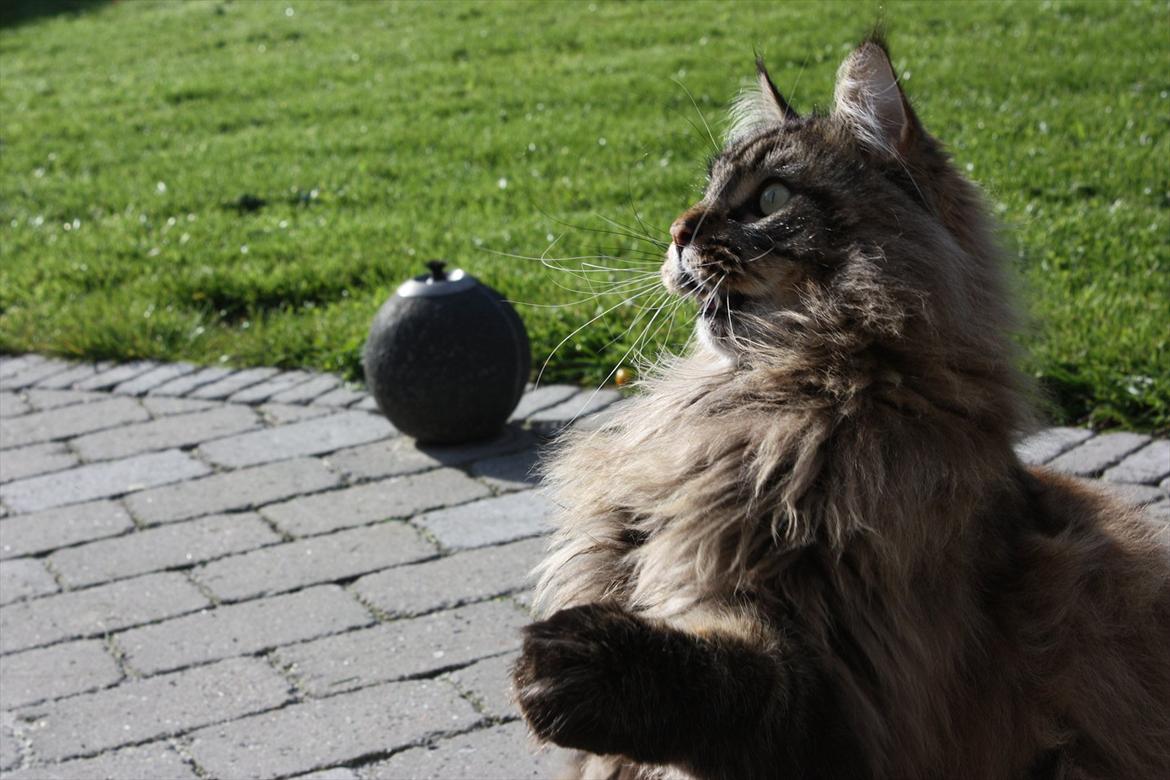 Maine Coon Butcher *the king* - Wanna play with me? Hnh? <3 billede 7