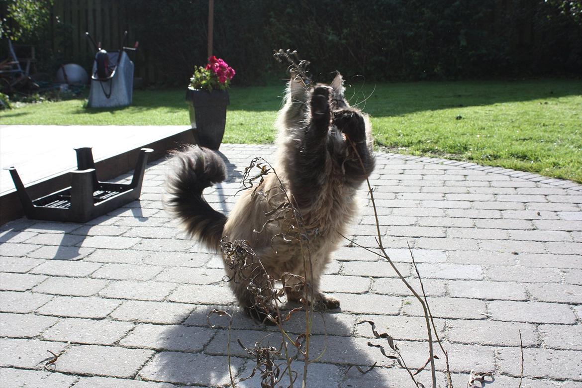 Maine Coon Butcher *the king* - Grrrr <3 billede 8