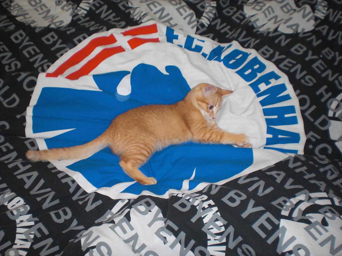 Blanding af racer Zarabi - December 2011 billede 13