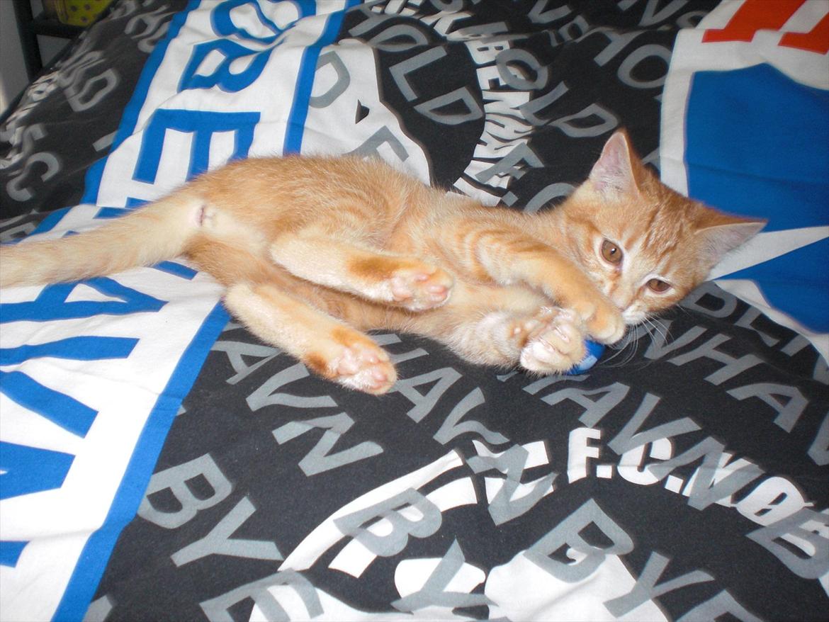 Blanding af racer Zarabi - December 2011 billede 12