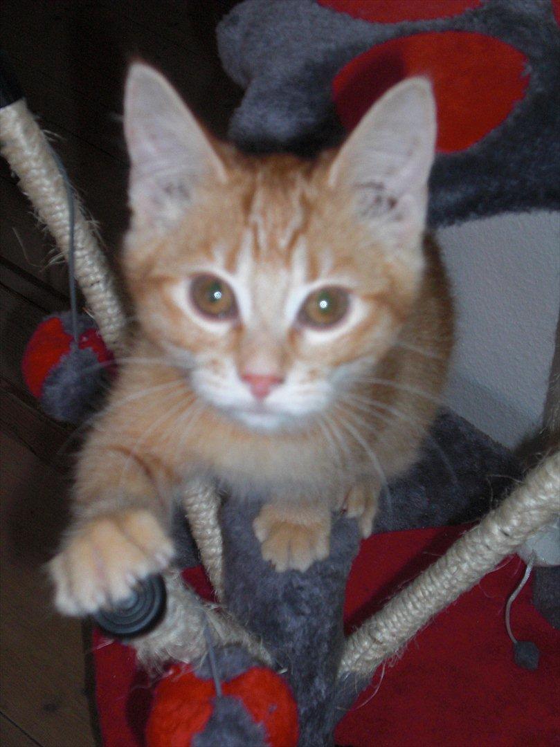 Blanding af racer Zarabi - December 2011 billede 11