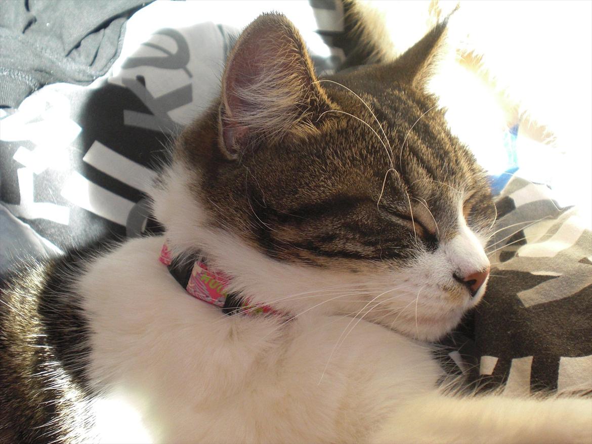 Blanding af racer Mila - December 2011 billede 11