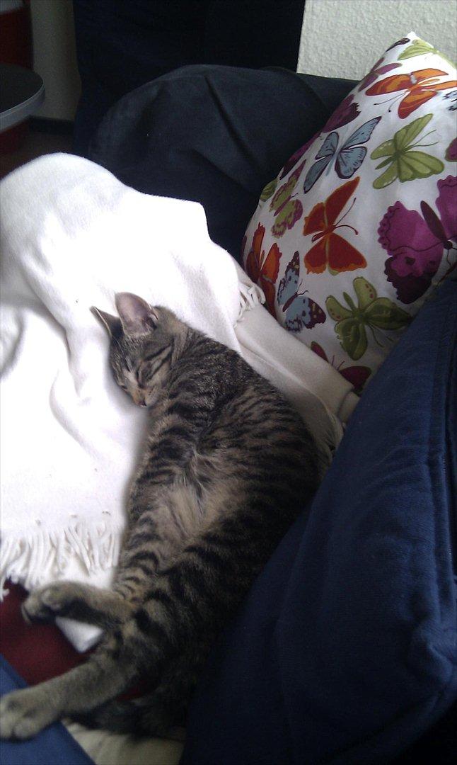 Huskat Sussi - Så kan man snakke om en sofa flyder ;) billede 8