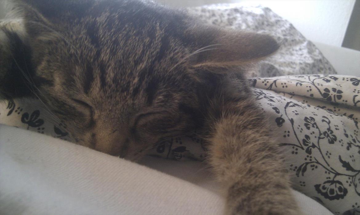 Huskat Sussi - faldt i søvn på min mave med alle 4 ben strukket ud i hver retning :D billede 2