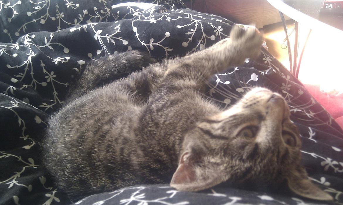 Huskat Sussi - legesyg :D billede 7