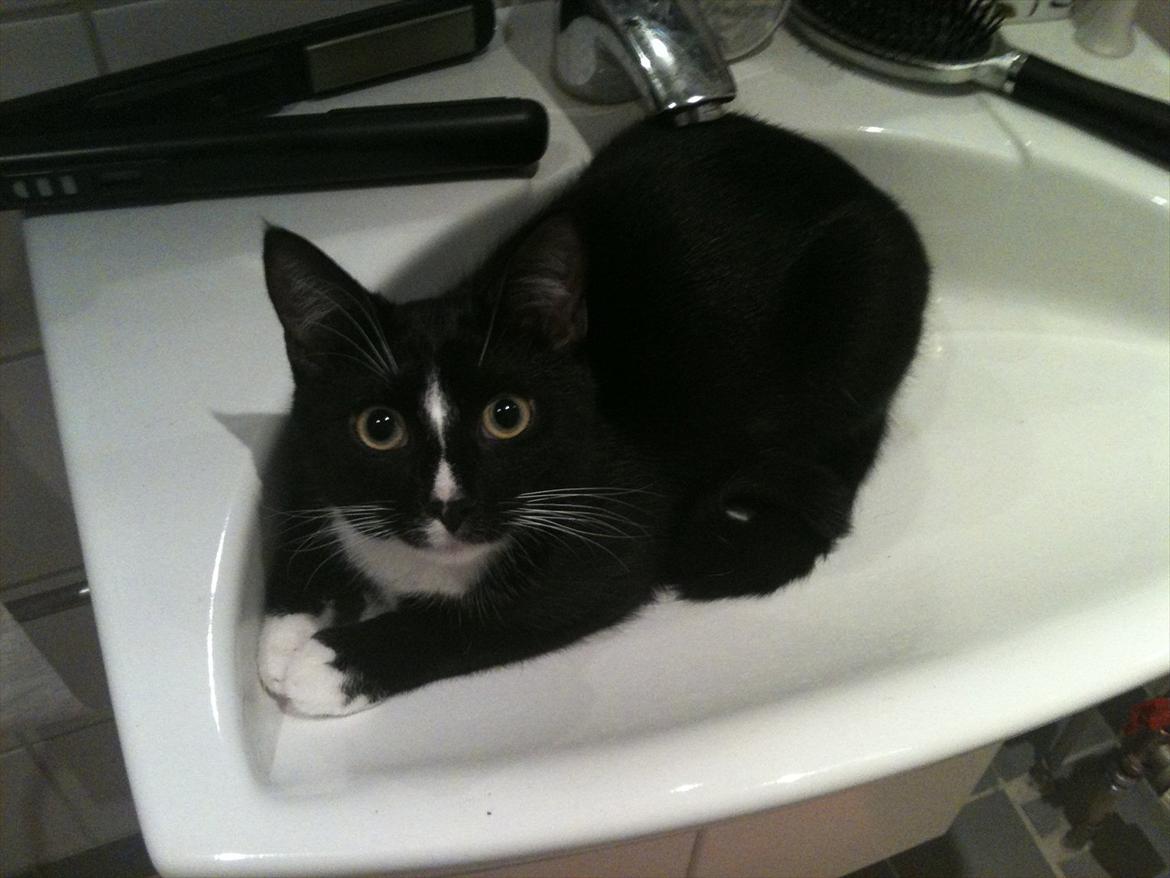 Huskat BlackJack - så uskyldig man kan se ud, når man ligger i håndvasken :) .. billede 1